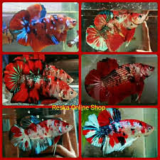 Cupang giant halfmoon nemo galaxy super. Ikan Cupang Giant Koi Fancy Marble Multicollor Full Block Shopee Indonesia