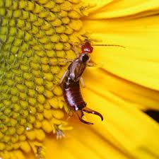 Caught lots and lots of earwigs! How To Get Rid Of Pincher Bugs Earwigs Naturally Gardensall
