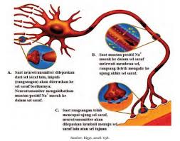 Makalah materi sistem saraf pada manusia yang meliputi gambar sistem saraf, sistem syaraf pusat, fungsi sistem saraf, fungsi akson dan fungsi neuron. Kelistrikan Pada Sel Saraf Manusia