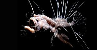 Common black devil scientific name: 44 Deep Sea Fishing Wallpaper On Wallpapersafari