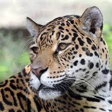 It is not unlocked in freeform mode until june 1. Jaguar Rainforest Animals