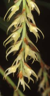 Image result for Bulbophyllum burttii