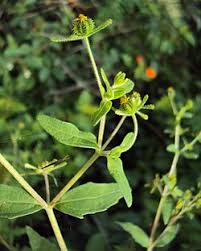 Image result for Sigesbeckia