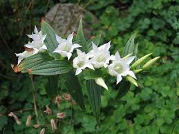 Image result for Gentiana asclepiadea alba