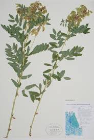 Image result for Astragalus atropilosulus