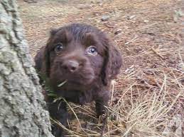 Boykin Spaniel Puppies Boykin Spaniel Puppies Boykin Spaniel Spaniel Puppies