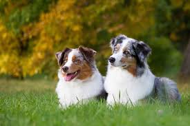 Finding a dog is never easy when you're hesitant about which breeders you should choose. Australian Shepherd Dog Breed Complete Guide Az Animals