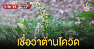 โกฐจุฬาลัมพา เป็นชื่อที่แพทย์แผนไทยใช้เรียก ใบและเรือนยอด (ที่มีดอก) แห้ง หรือส่วนที่อยู่เหนือดิน 1 โดยใบนั้นจะมีลักษณะ. D9x6rwde1wbdqm