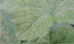 Image result for spider mites on cucumbers