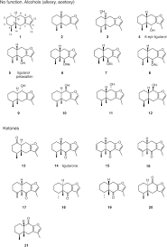 Image result for Lopholaena sp.no.1