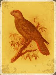 We did not find results for: Parrot Macaw Antique Print Free Stock Photo Public Domain Pictures