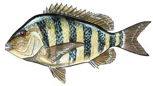 Sheepshead Mississippi Saltwater Fish Profiles From Gcrl