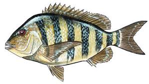 sheepshead mississippi saltwater fish profiles from gcrl