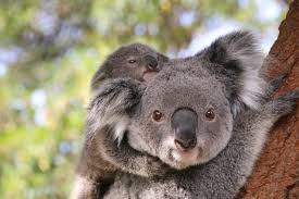 These Baby Koalas Are Newly Out Of The Pouch And Omg They Are Cute Baby Koala Koala Koala Bear