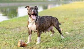 When you mix the looks and personality of these two dog breeds, you have a very intelligent, loyal, and loving dog. 40 Of The Best Pitbull Mixes We Adore K9 Web