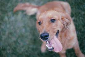 Why Do Dogs Lick You The Healthy Pet Club
