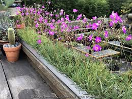 Image result for Talinum afrum