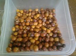 Kacang kedelai memiliki kandungan tinggi serat dan protein. Gambar Kacang Botol