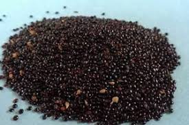 Bayam merah (amaranthus gangeticus atau amaranthus tricolor) adalah tumbuhan semusim yang biasanya punya banyak cabang, kuat, tegak dan berbatang kekar, yang bisa tumbuh hingga 125 cm. 7 Cara Menanam Bayam Merah Di Rumah Ilmubudidaya Com