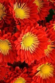 Yellow flowers, cosmos sulphureus cosmos bipinnatus yellow flower euclidean , shiny flower yellow transparent background png clipart. Pin By Lisabwd2 Pin Freely On 723 Red Yellow Gold Mix Colorblock Rdye Flower Background Wallpaper Red Flowers Colorful Backgrounds