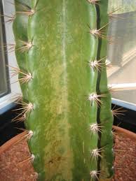 The spines of these cactuses are designed to catch hold of anything that comes in range, including you. Misc Archives Page 21 Of 29 Cactus Jungle