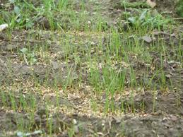 grass seed germination time mikes backyard nursery