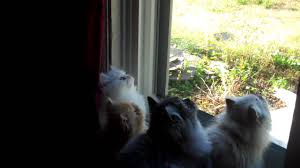 Cats all motors for sale property jobs services community pets. Persian Kittens For Sale Himalayan Kittens For Sale Persian Cats For Sale