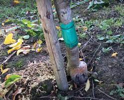 Defenders fruit tree grease band 1.75m glue traps stv436. Grease Bands Suffolk Fruit And Trees The Fruit Tree Specialists