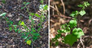 Image result for Pavonia senegalensis