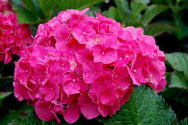 Beautiful Hydrangea Blue Hydrangea Flowers Hydrangea Seeds Red Hydrangea