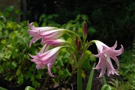 Image result for Crinum harmsii