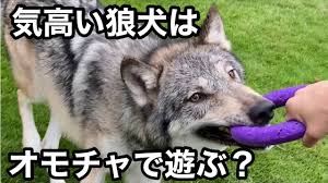 オオカミ or おおかみ • (ōkami) (historical kana おほかみ). æ°—é«˜ã„ç‹¼çŠ¬ã¯ã‚ªãƒ¢ãƒãƒ£ã§éŠã¶ Youtube
