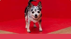 Great dog names can come in all shapes and sizes whether that be naming ideas after things that are large for big breeds, small for small pups even naming ideas after a dogs coloration. Famous Dog Names Archives Dog Name Hero
