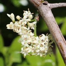 Image result for Psydrax fragrantissima