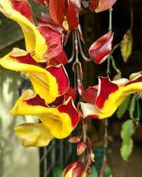 Image result for Thunbergia reticulata