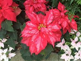 A Big Beautiful Double Petals Poinsettia Una Noche Buena Doble Muy Bella Dream Garden Big And Beautiful Petals