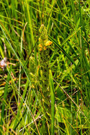 Image result for Alectra sessiliflora