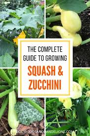 Substitute beans for all of the. How To Grow Summer Squash Zucchini Dogwoods Dandelions