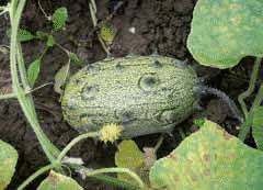 Image result for Cucumis kalahariensis
