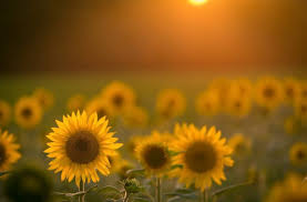 We've gathered more than 5 million images uploaded. Sunflowers Flowers Field Yellow Flowers Sunlight Wallpapers Hd Desktop And Mobile Backgrounds