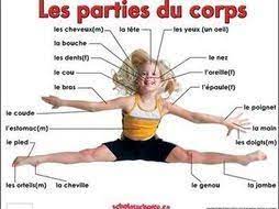 The following is a list of common parts of the body in french. French Body Body Parts Diagram Quizlet