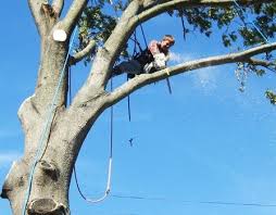If you need a problem tree removed or need care for your existing trees, know that we are available for service during these difficult times. Mr Tree Service Of Fairfield Home