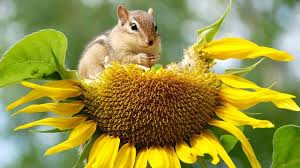 Pest control experts know how to work within the confines of state laws to eliminate the problem so chipmunks are outdoor pests. 6 Best Chipmunk Repellents In 2021 Detailed Reviews