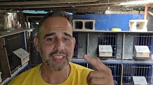 Palomos Ladrones : Soltando el Aliblanco de David(Carlet)