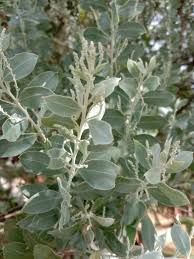 Image result for Acacia podalyriifolia