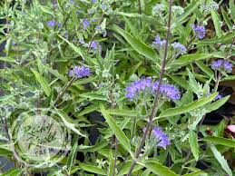 Image result for Caryopteris odorata