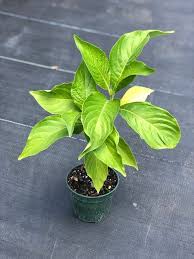 Image result for Erythrococca zambesiaca