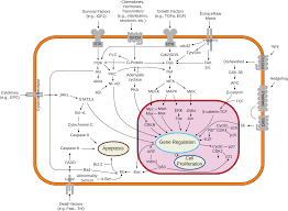 Difference Between Reversible And Irreversible Cell Injury Signal Transduction Basal Cell Carcinoma Systems Biology