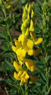 Image result for Crotalaria barkae