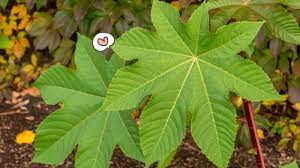 Mengatasi keputihan pada mulut bayi. 15 Manfaat Daun Jarak Bisa Mengencangkan Payudara Orami